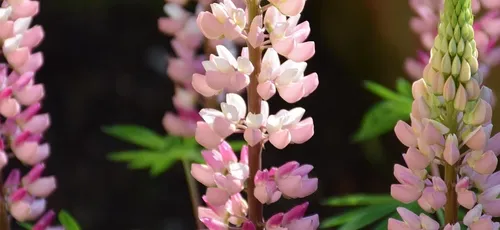 lupin-1837.gif
